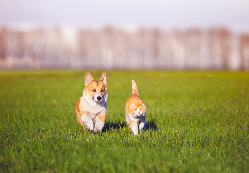 red cat and Corgi dog puppy walk together on green grass on Sunny spring day in the village