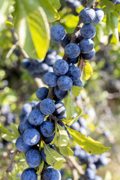 istock Acid ripe sloe ( Prunus spainosa) berries in October on countryside 1183809643