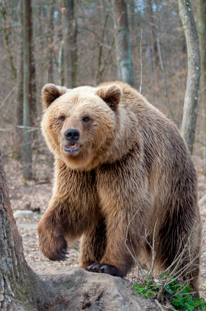 istock The brown bear , walking in the forest 1183809996