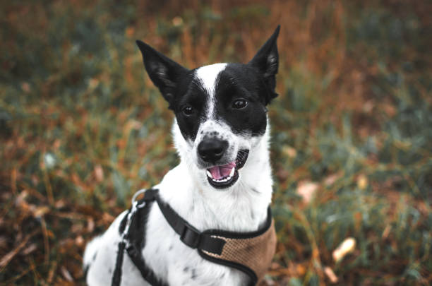 istock Scared basenji dog in the field 1183810166