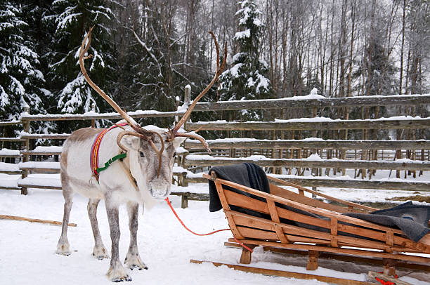 istock A reindeer ready to pull a sled on snow at the polar circle 118381084