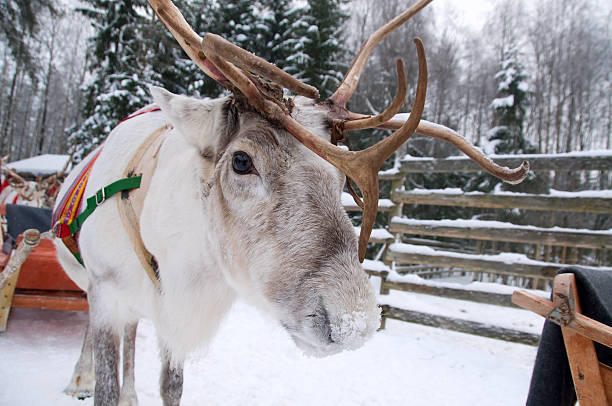 Close-up of a reindeer at the polar circle stock photo