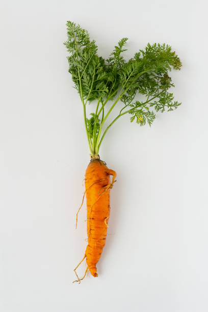 Four carrots on the blue background