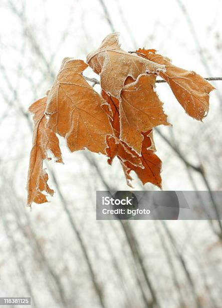 Hoar Frost 0명에 대한 스톡 사진 및 기타 이미지 - 0명, 가을, 겨울
