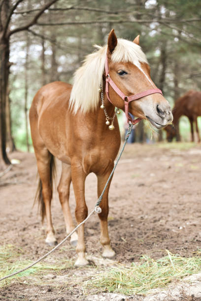istock Brown Blonde Horse is eating fresh grass 1183812206