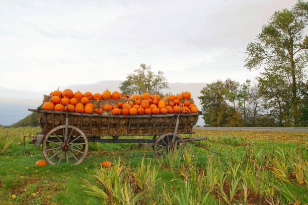 istock Halloween, Ancient wagon with Pumpkins. Old decorative horsedrawn carriage as a creative decorating with gourds in fall. 1183813131