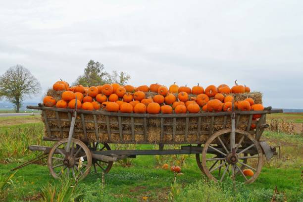 istock Halloween, Ancient wagon with Pumpkins. Old decorative horsedrawn carriage as a creative decorating with gourds in fall. 1183813422