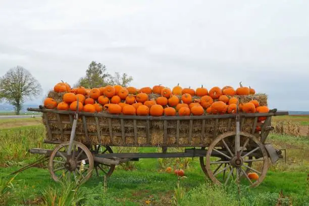 Photo of Halloween, Ancient wagon with Pumpkins. Old decorative horsedrawn carriage as a creative decorating with gourds in fall.