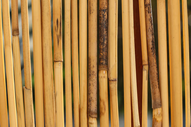 Privacy Screen For Garden Balcony And Terrace made of bamboo yellow dry stick straw as abstract texture background