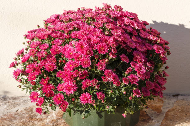 istock Chrysanthemum plant for tombstone 1183813800
