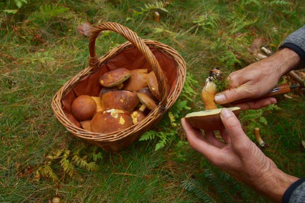 hände eines mannes schneiden einen boletus badius, imleria badia oder bay bolete pilz. viele essbare pilze, braune kappe im korb auf dem hintergrund. pilzsaison, wächst in wäldern, wäldern. - boletus badius stock-fotos und bilder