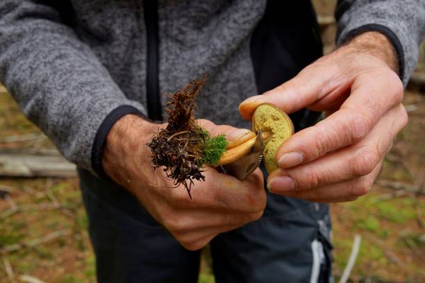 hände eines mannes schneiden einen boletus badius, imleria badia oder bay bolete pilz nahaufnahme. essbarer pilz hat samtdunkelbraune mütze. pilzsaison, wächst in wäldern, wäldern. herbsterntepilze - boletus badius stock-fotos und bilder