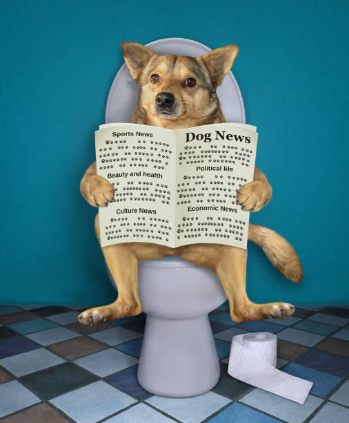 istock Dog with newspaper on toilet 1183814803