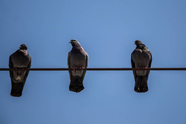 istock Pigeons perched on wire with sky background 1183815105