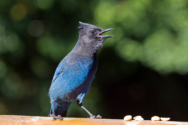 istock Stellers Jay close-up 118381612