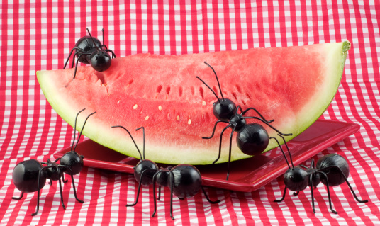 Watermelon attacked by ants
