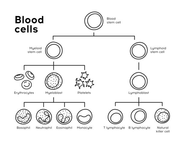 Vector types of blood cells. Erythrocytes, eosinophil, neutrophil, plateletes, leukocytes, lymphocytes, monocytes, basophil etc. Educational line chart Vector types of blood cells. Erythrocytes, eosinophil, neutrophil, plateletes, leukocytes, lymphocytes, monocytes, basophil etc. Educational line chart stem cell stock illustrations