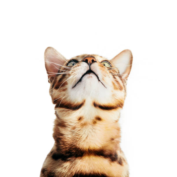istock Funny cat portrait looking up, isolated on white. Bengal 1183818856