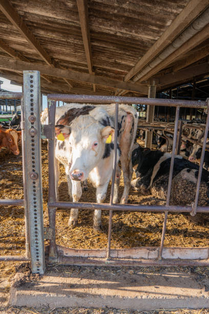 istock on a farm there are many cows in one enclosure 1183818890