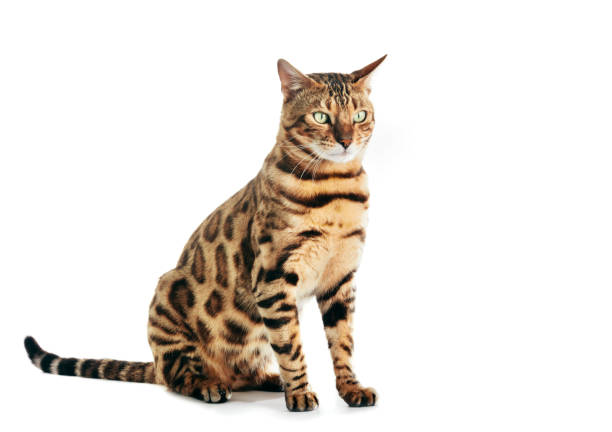 Bengal cat isolated on white background. Purebred Bengal cat sitting isolated on white background. Purebred bengal cat stock pictures, royalty-free photos & images