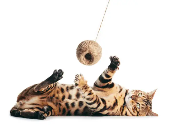 Photo of Bengal cat playing with cotton yarn. Isolated