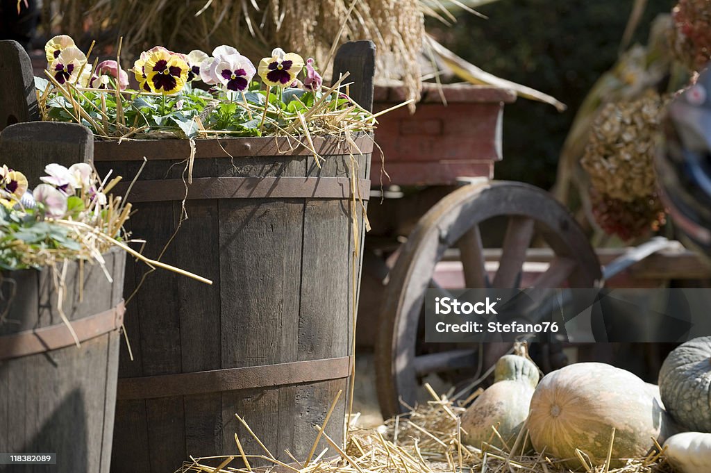 Catini - Lizenzfrei Alt Stock-Foto