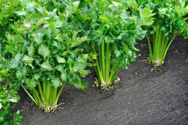 nahaufnahme der wachsenden sellerieplantage - celery stock-fotos und bilder