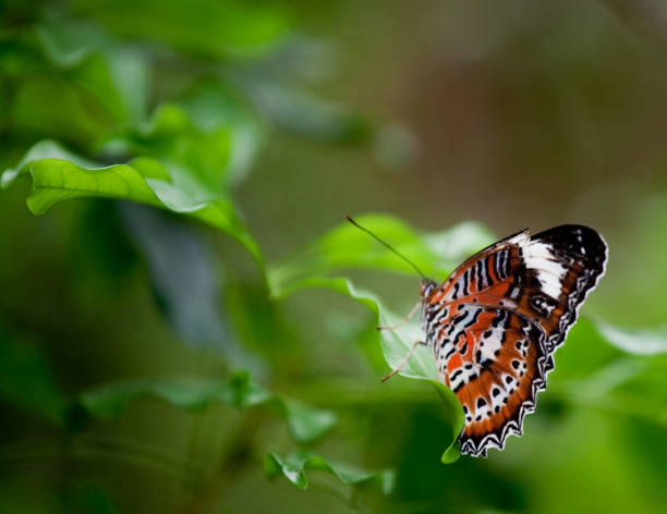 Cethosia hypsea hypsina (Malay Lacewing)