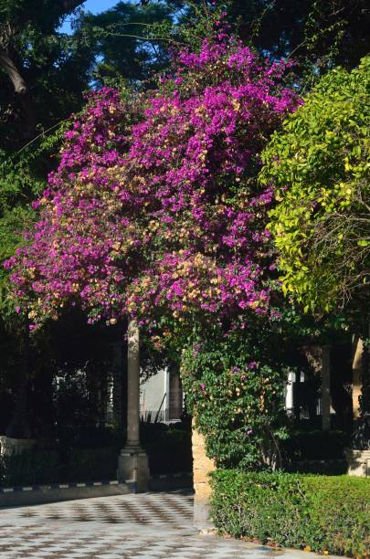 istock Alameda Apodaca, Cadiz, Andalucia 1183822130