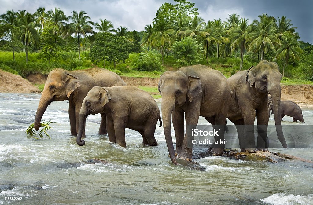 Elefante asiatico - Foto stock royalty-free di Acqua