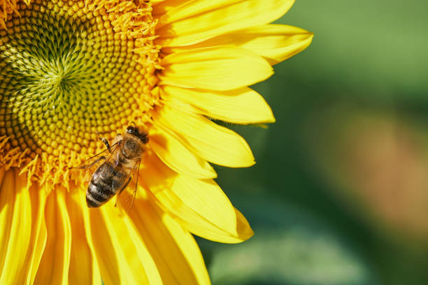 Photo of macro of a bee in a sunflower