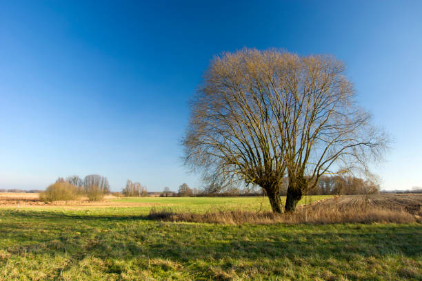 istock Large willow tree growing in a meadow and a beautiful clear sky 1183823112