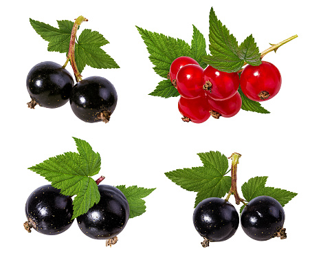 Currant  isolated on white background Clipping Path