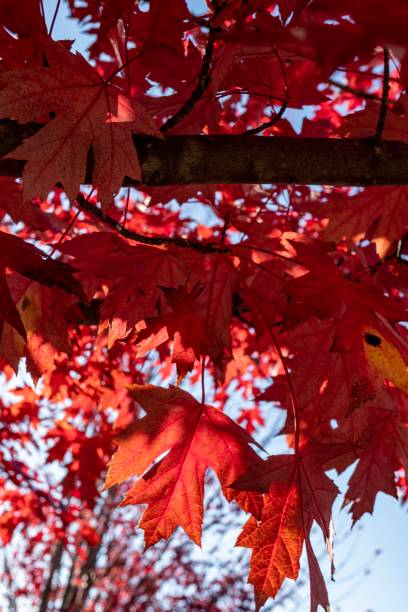 istock Red Autumn Leaves Preparing to Fall From the Tree 1183826382