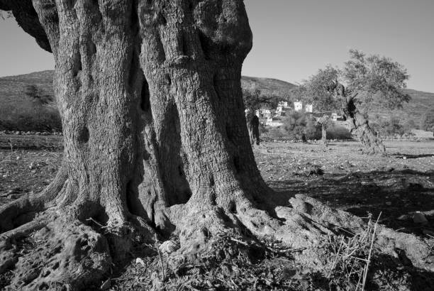 ancienne olive tree de la rive ouest - olive tree tree root old photos et images de collection