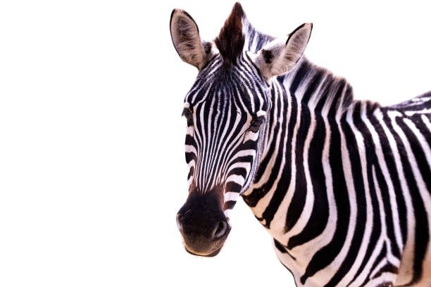istock Close up of a zebra on a white background 1183829003