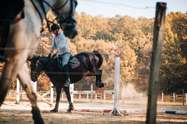 springreiten - pferd mit reiter springt über hürde - horse show jumping jumping performance stock-fotos und bilder