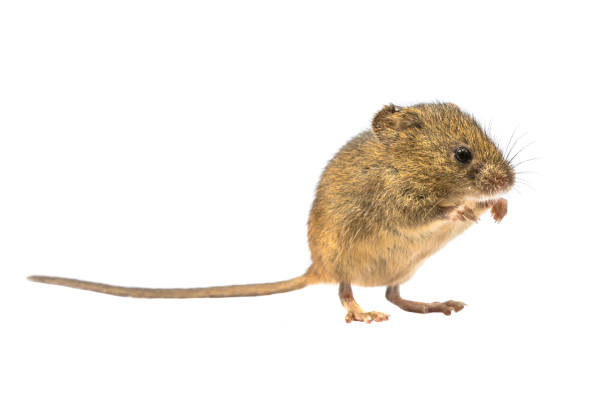 istock Cute harvest mouse isolated on white background 1183829129