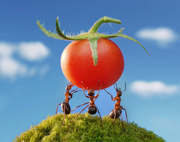 istock red harvest of ants 118382916