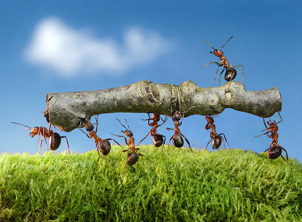 team of ants carry log with chief on it  ant stock pictures, royalty-free photos & images