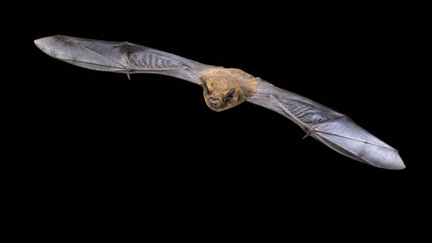 istock Flying Pipistrelle bat isolated on black background 1183829834
