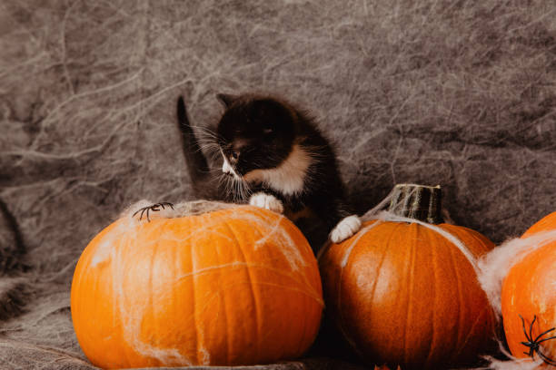 istock Kitten at halloween decorations 1183830407