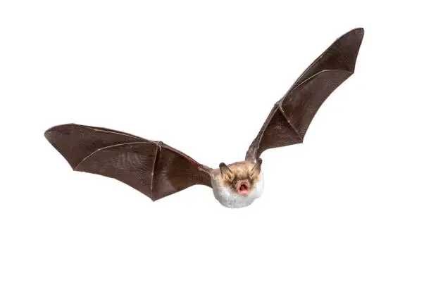 Flying Natterer's bat (Myotis nattereri) action shot of hunting animal isolated on white background. This species is medium sized, nocturnal and insectivorous found in Europe and Asia.