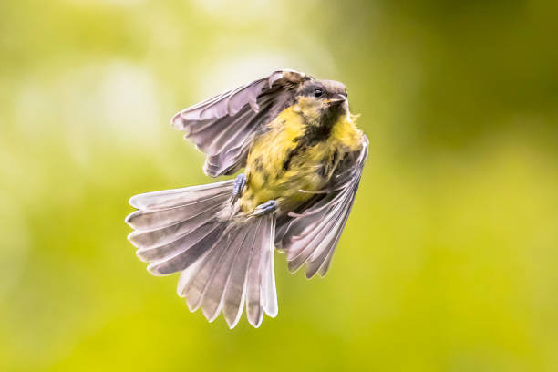 istock Bird in flight on bright green garden background 1183832318