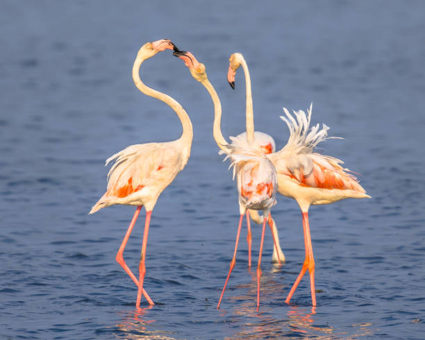 istock Four Flamingos socialising 1183832402