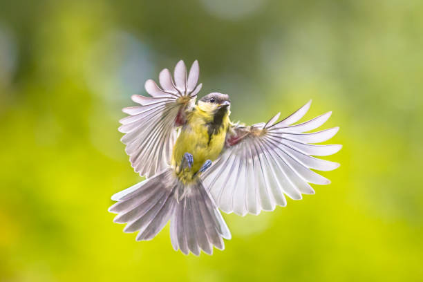 istock Bird in flight on bright green background 1183832430