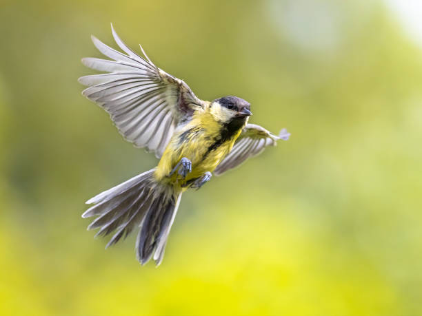 istock Bird in flight on bright green background crop 1183832444