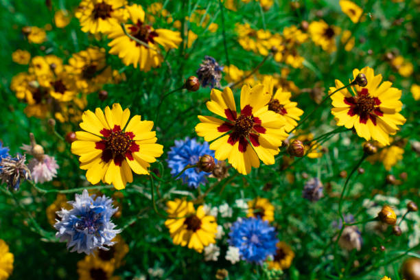 Photo of Plains Coreopsis Yellow Flowers against Green Field