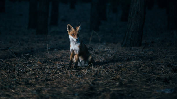 istock fox in woods among trees, photo with noise 1183835572