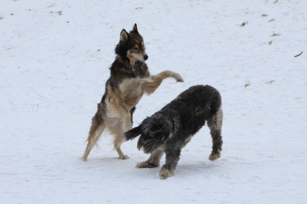 istock Two dogs playing in the snow 1183836204